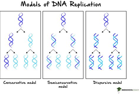 is dna replication conservative or semiconservative|semi conservative dna replication definition.